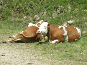 wegbelagerer-bild